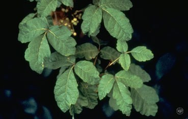poison-oak-plant
