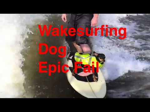 Wake Surfing Dog – Epic Fail – Funny Chihuahua on Surf board