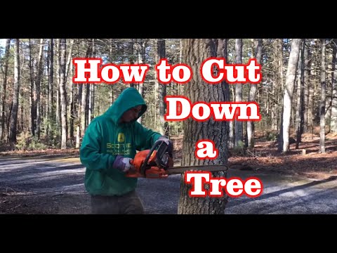 How to Cut Down a Tree – ( 2 mins )