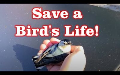 What do you do if Bird Flys into Window