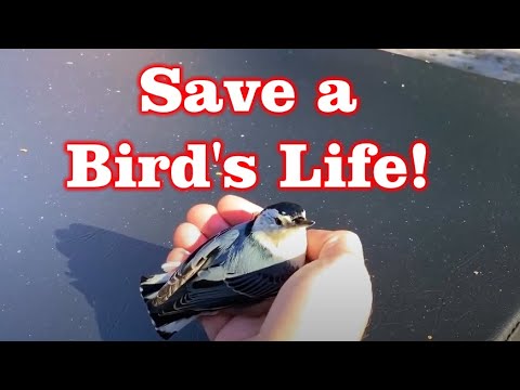 What do you do if Bird Flys into Window